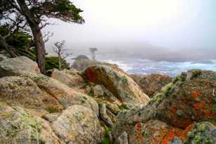 Point Lobos-0112.jpg Point Lobos-0112.jpg